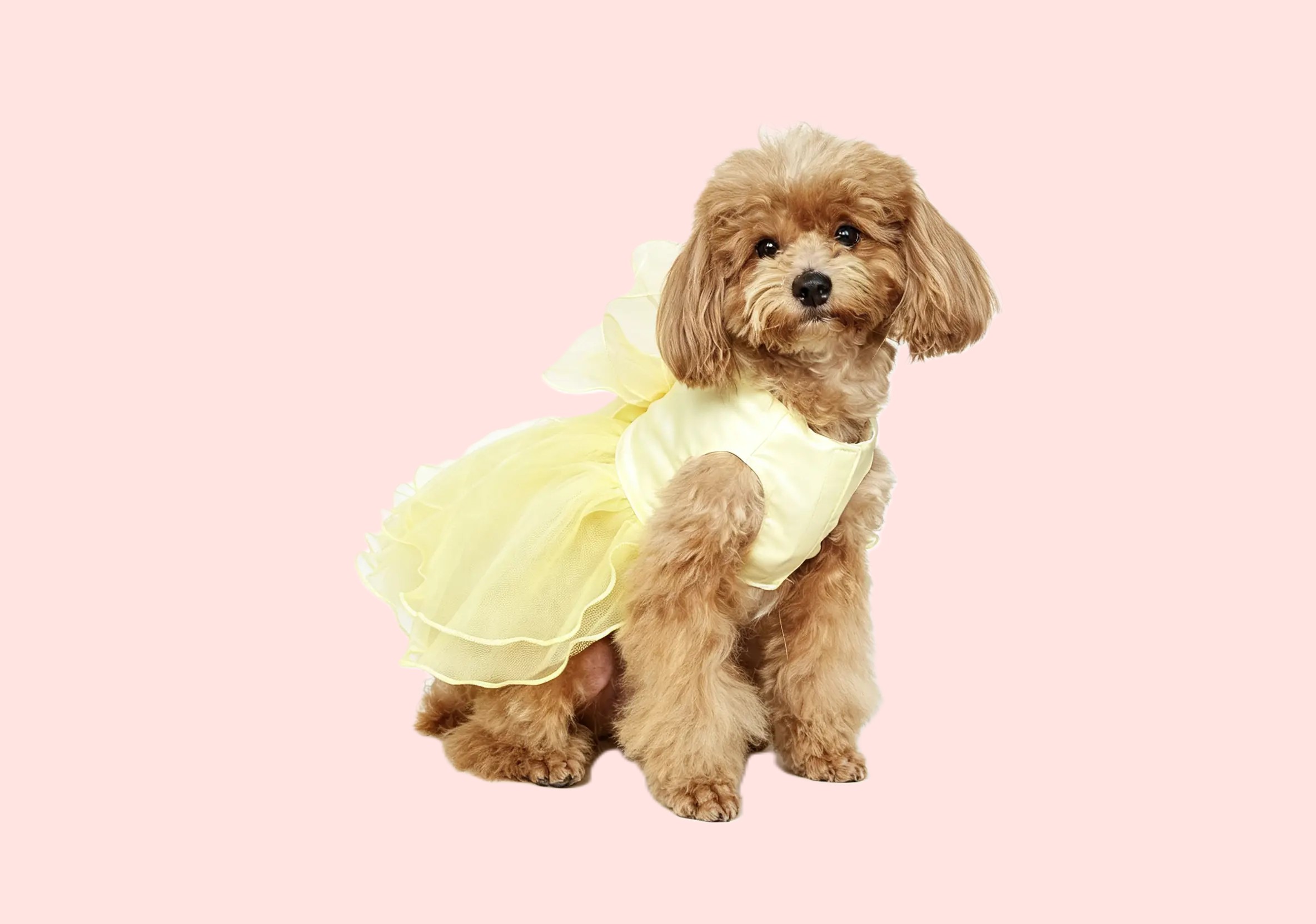 dog dress 纱裙 (2) dog dress 纱裙 (2)